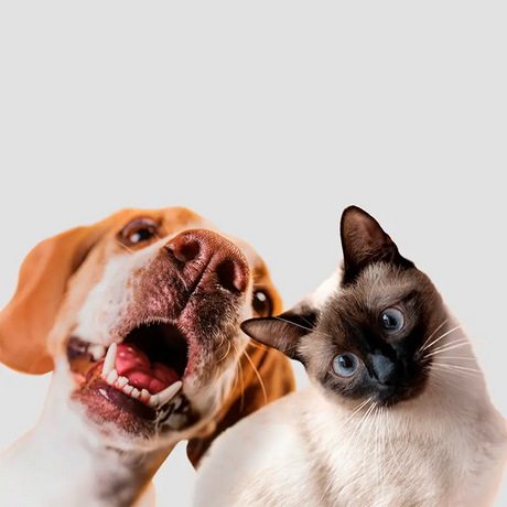 Composition motifs animaux : tee-shirts chat, chien, cheval et tenues camouflage faune sauvage