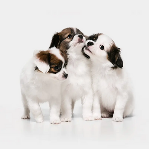 Chien