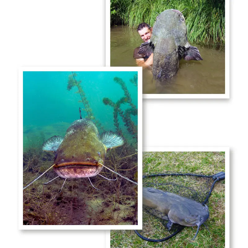 Pêcheur en bateau sur le Rhône en combat avec silure, canne pliée et tee-shirt silure photoréaliste