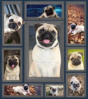 Couverture réversible chien Carlin plaid polaire patchwork photographique carlins fauve sable et noir attendrissants