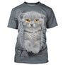 T-shirt chat 3D gris avec chaton Scottish Fold dans pull tricot gris, yeux dorés, all-over photoréaliste