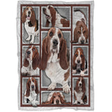 Basset Hound-Decke, im Vereinigten Königreich beheimatete Hunderasse – CT28092220